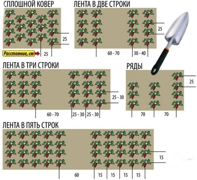 Схема посадки клубники купчиха